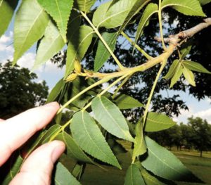 Developing nut cluster on pecan tree