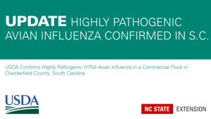 teal and white text announcement of avian influenza in Sourth Carolina