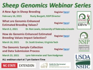 Cover photo for Sheep Genomics Webinar Series