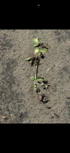 Valor injury on a low lying plant in a field.