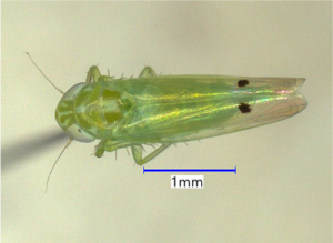 Cotton jassid adult about 2-3 millimeters in length